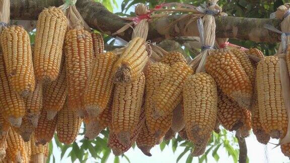干玉米挂在树上
