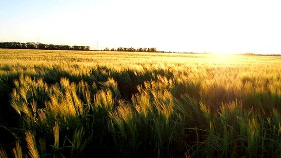日落时的一片麦田