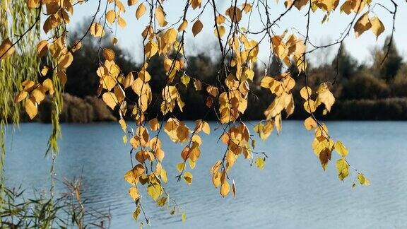秋天公园里黄叶在河边随风摇摆
