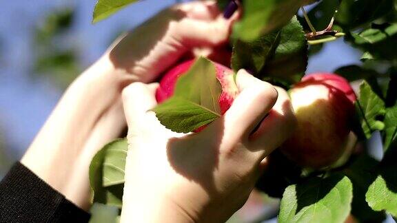 一只女性的手从苹果树枝上摘了一个红苹果