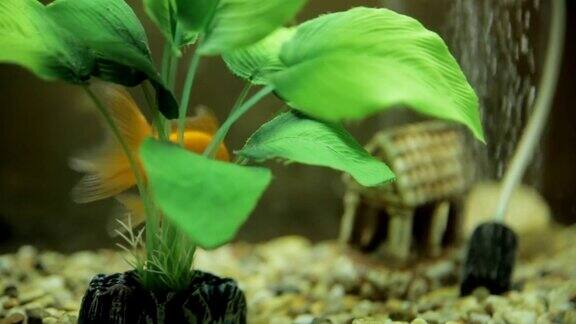 鱼缸里的金鱼是绿色的