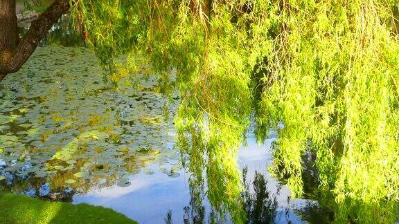 垂柳在春天的蓝色公园池塘慢镜头水上公园