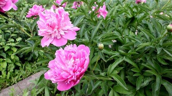 夏季花园里的一丛粉红色的牡丹