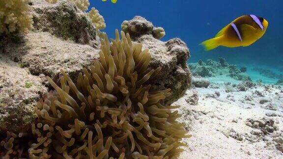 海葵和小丑鱼的背景水下沙底在红海