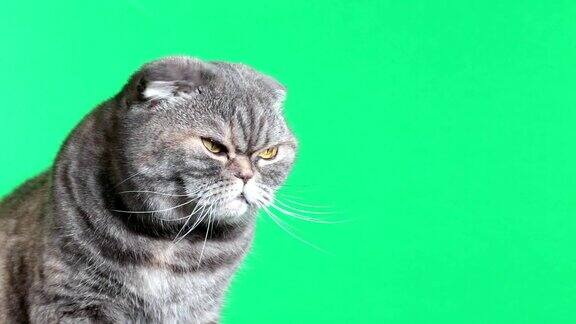 苏格兰折耳猫的猫绿色背景下的猫