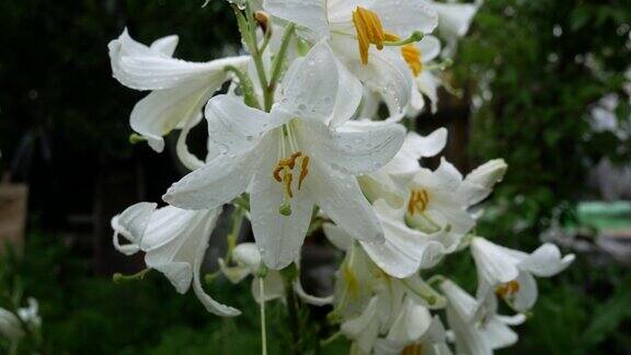 花园里盛开的白色百合花