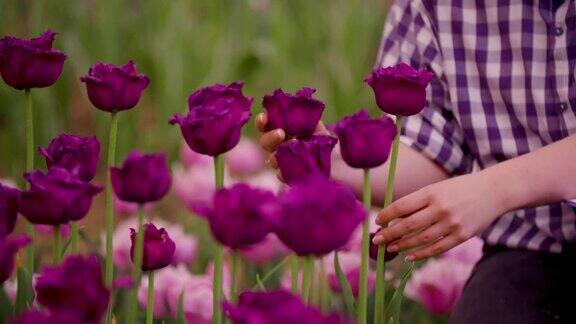 手在农场检查紫色郁金香花瓣
