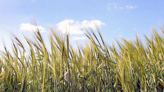 小麦随风摇曳伴着蓝天轻云