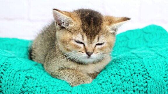 可爱的小猫苏格兰金栗鼠直系品种