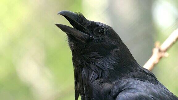 普通渡鸦(Corvuscorax)也被称为北方渡鸦是一种大型的全黑色雀形目鸟类它遍布北半球是所有鸦科动物中分布最广泛的