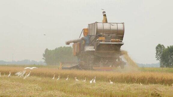 农民用联合收割机收割水稻