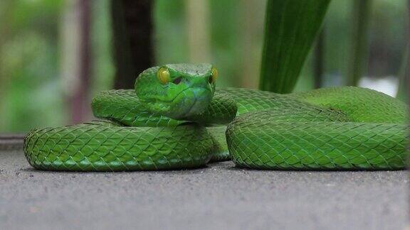 绿蝮蛇