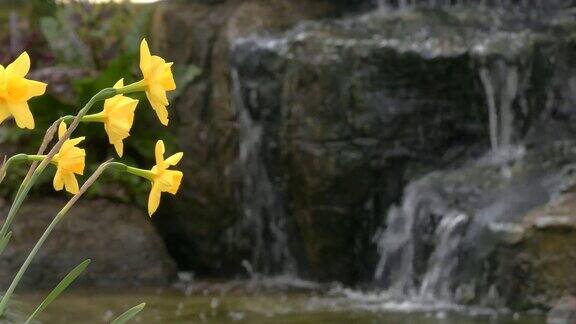 花园里的黄色水仙花