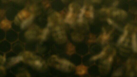 蜜蜂在蜂巢周围爬行