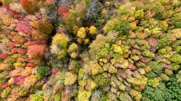 鸟瞰五彩缤纷的枫林树木秋高气茂的季节