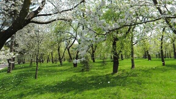 春天花园里盛开的白色苹果树缓缓飘落的花瓣