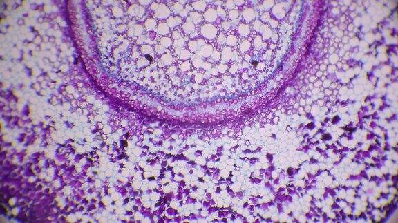 蕨类植物根系横切面的显微图