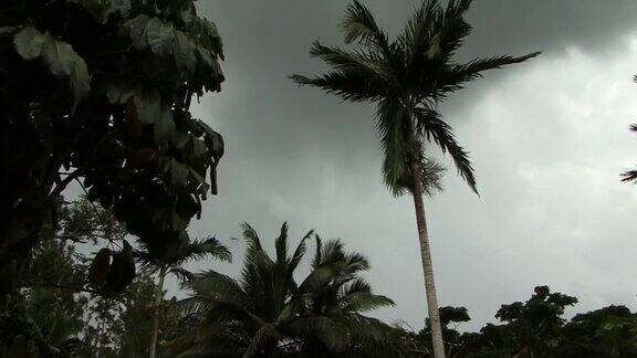 暴风雨中的棕榈树