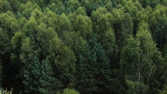 飞过一片混杂的绿色森林飞越白桦林飞越白桦树的顶端