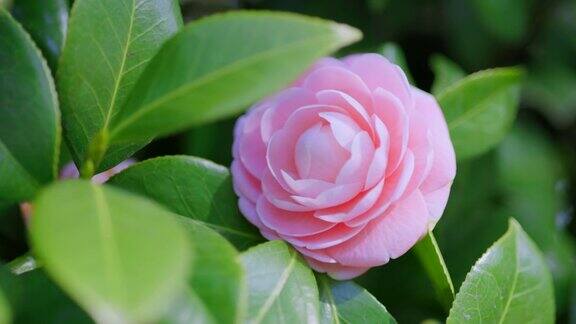 盛开的粉红色山茶花