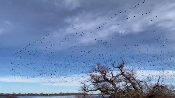 大雁排成v字队形飞过科罗拉多州巴尔湖