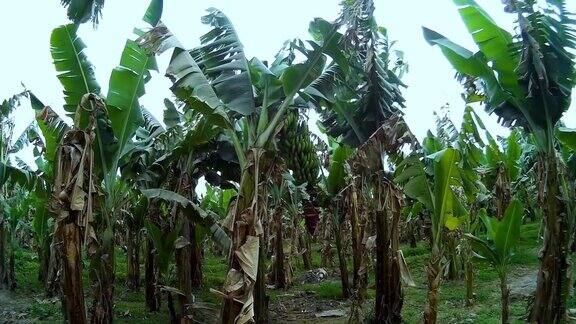 埃及卢克索香蕉树种植园