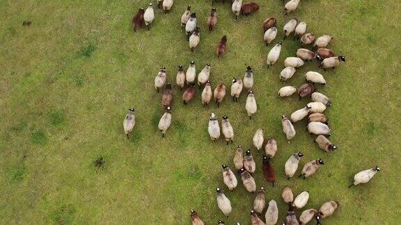 田野上一群有趣的肥羊在草地上行走的家畜群牲畜在户外鸟瞰图