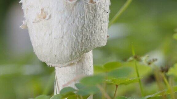 近距离观察爱沙尼亚蓬松的墨水蘑菇