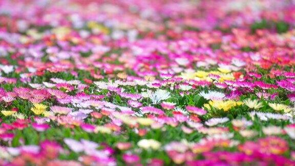 鲜艳的雏菊预示着春天的到来