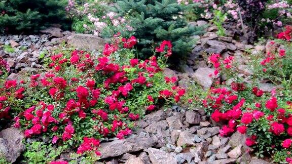 岩石花园里的玫瑰全景假山与玫瑰