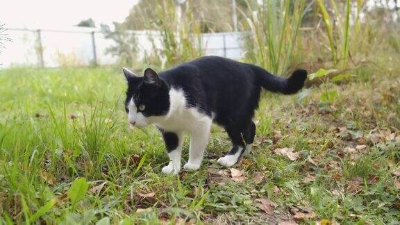 夏日户外的猫