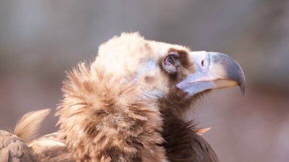 灰质秃鹫头部的细节埃及秃鹰或黑秃鹰和尚秃鹰或欧亚黑秃鹰