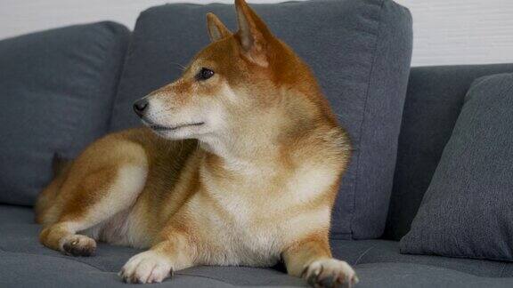 棕色柴犬在家里的沙发上