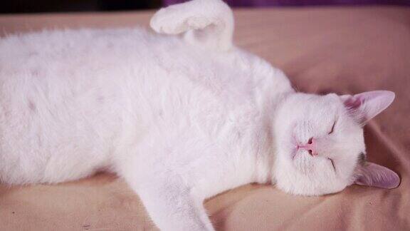 可爱的白猫放松和睡觉在床上