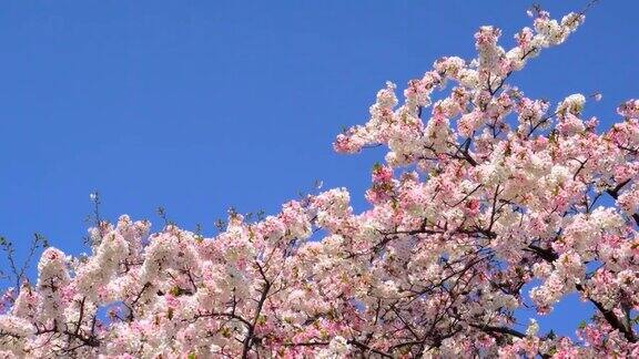 樱花衬着湛蓝的天空