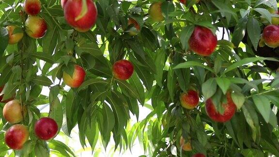 成熟的油桃在桃树上