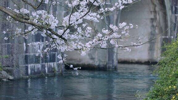 樱花开满河面