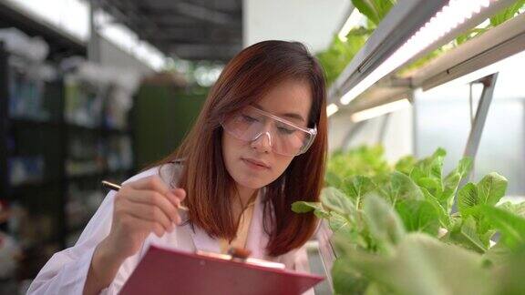 亚洲妇女收获新鲜蔬菜在水力农场