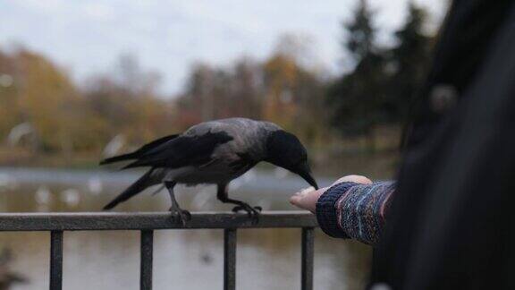 一个人用手中的面包喂一只灰色的乌鸦