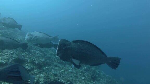 一群座头鹦嘴鱼游过蓝色的海水中的珊瑚礁绿头鹦嘴鱼印度尼西亚巴厘岛大洋洲