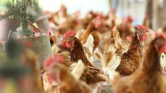 母鸡有蛋农场有鸡剪辑与环境声音