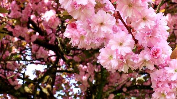 春天的樱花