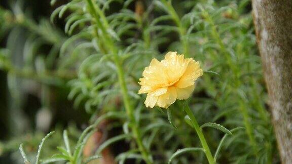 雨落在花园里的黄玫瑰苔上