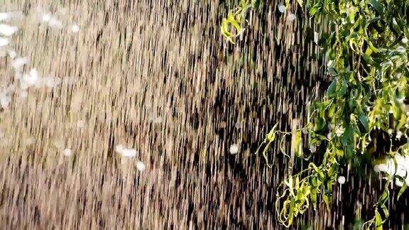 温暖的夏雨和院子里的阳光湿柳树的叶子