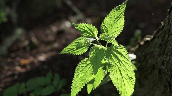 绿荨麻在明亮的阳光下它在风中摇动