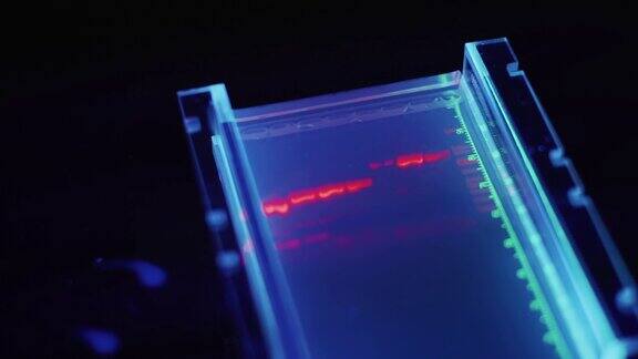 DNA遗传实验室工作人员:病毒检测测试