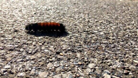 白天一条毛茸茸的毛毛虫在人行道上爬行
