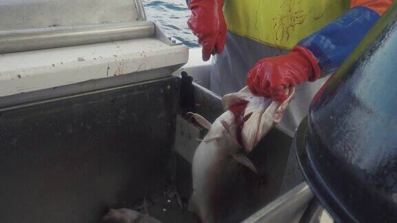 北冰洋的鳕鱼捕鱼业:渔民在工作