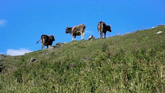 在山上吃草的牛