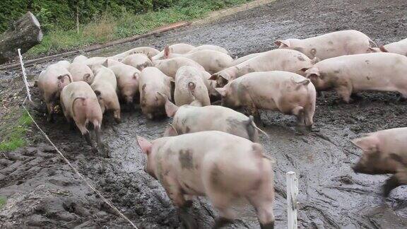 农场里的猪群